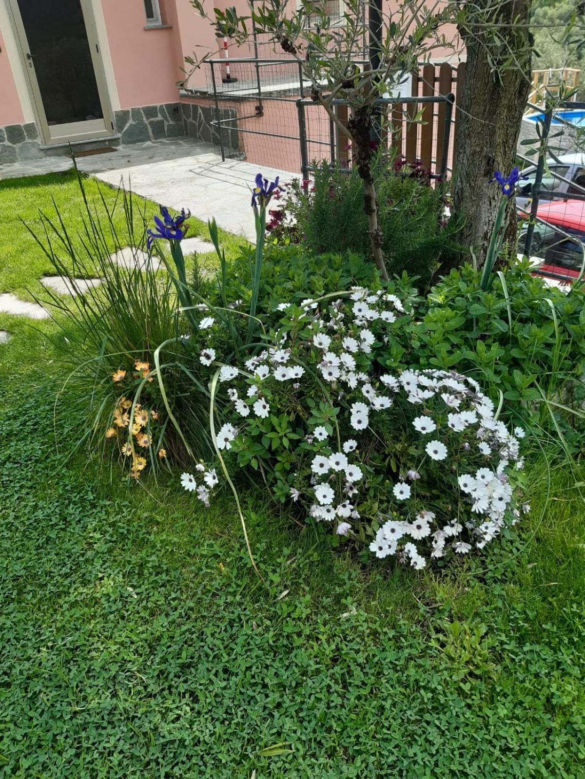 Fior D'Olivo - Villa Con Piscina Privata A Pochi Minuti Dal Centro Di Sestri Levante, Mare E Spiaggie Santo Stefano del Ponte Exterior foto